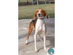 Adopt Lilly a Tricolor (Tan/Brown & Black & White) Foxhound / Mixed dog in
