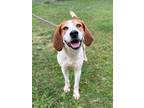 Adopt Boone a White - with Red, Golden, Orange or Chestnut Foxhound / Mixed dog