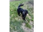 Adopt Freedom The Fun Dog a Black Labradoodle / Mixed dog in Louisville