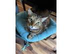 Adopt Bella a Tortoiseshell Tabby / Mixed (medium coat) cat in Pomona