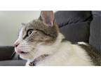 Adopt Kira a White (Mostly) American Shorthair / Mixed (short coat) cat in