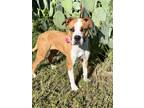 Adopt Iris rose a Brown/Chocolate - with White Boxer / Mixed dog in haslet