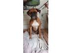 Adopt Floyd a Tan/Yellow/Fawn - with White Boxer / Boxer / Mixed dog in San