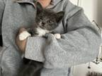 Adopt No Name a Gray or Blue Domestic Mediumhair / Mixed (medium coat) cat in