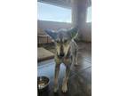 Adopt Amber a Husky dog in Los Alamos, NM (41529210)