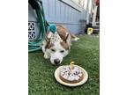 Adopt Chichi a Brown/Chocolate - with White Husky / Mixed dog in Poway