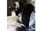Adopt Jupiter a Black (Mostly) Domestic Shorthair / Mixed (short coat) cat in
