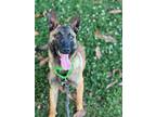 Adopt Ivy a Tan/Yellow/Fawn - with Black Belgian Malinois / Mixed dog in