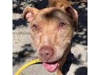 Adopt MOCHA a Brown/Chocolate Labrador Retriever / Mixed dog in Grafton