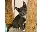 Adopt Marlin a Domestic Shorthair / Mixed (short coat) cat in Eastsound