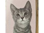 Adopt Skipper a Domestic Shorthair / Mixed (short coat) cat in Eastsound