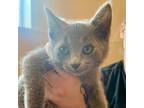 Adopt Anchor a Domestic Shorthair / Mixed (short coat) cat in Eastsound