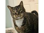 Adopt Gus a Domestic Shorthair / Mixed (short coat) cat in Eastsound