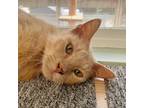 Adopt Leon a Domestic Shorthair / Mixed (short coat) cat in Eastsound