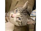 Adopt Cash a Siamese / Mixed (short coat) cat in Eastsound, WA (41529158)
