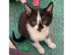 Adopt Sushi a Domestic Shorthair / Mixed (short coat) cat in Eastsound