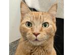 Adopt Julian a Domestic Shorthair / Mixed (short coat) cat in Eastsound