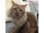 Adopt Butters a Domestic Longhair / Mixed (short coat) cat in Eastsound