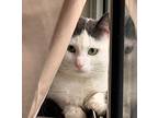 Adopt Mr. Kitty a White (Mostly) Domestic Shorthair (short coat) cat in Toronto