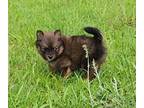 Adopt Rocket Pom a Brown/Chocolate - with Tan Pomeranian / Mixed dog in Supply