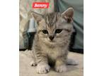 Adopt Benny a British Shorthair cat in Annapolis, MD (41529116)