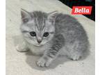 Adopt BELLA a British Shorthair cat in Annapolis, MD (41529115)