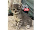 Adopt Billy a British Shorthair cat in Annapolis, MD (41529113)
