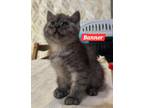 Adopt Banner a British Shorthair cat in Annapolis, MD (41529111)