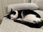 Adopt Theodore a Black & White or Tuxedo Tabby / Mixed (short coat) cat in Los