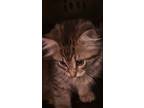 Adopt Filip a Tiger Striped Domestic Longhair (long coat) cat in Northlake