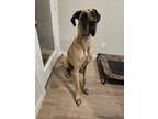 Adopt Mr Bascoms a Brown/Chocolate - with Black Great Dane / Mixed dog in