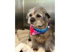 Adopt POTTER a Black Cairn Terrier / Mixed dog in Tustin, CA (41478169)