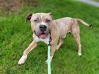 Adopt Doobert a Tan/Yellow/Fawn - with White Pit Bull Terrier / Mixed dog in
