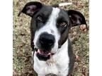 Adopt Angel a Black - with White American Pit Bull Terrier / Mixed dog in