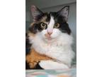 Adopt Rachel Verbena a Domestic Longhair / Mixed (short coat) cat in St.