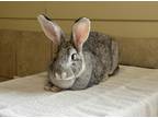 Adopt Eleven a Flemish Giant / Mixed rabbit in Nelson, BC (41529040)
