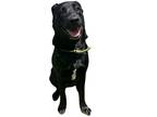 Adopt EVEREST a Labrador Retriever / Mixed dog in Marianna, FL (41529007)