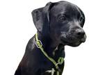 Adopt THE GOAT a Labrador Retriever / Mixed dog in Marianna, FL (41529006)