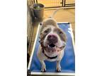 Adopt DIEGO a Bull Terrier / Mixed dog in Marianna, FL (41529003)