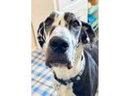 Adopt Jada a Great Dane / Mixed dog in Bullard, TX (41495200)