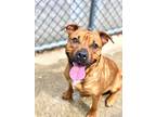 Adopt Shuri a Brown/Chocolate American Pit Bull Terrier / Mixed dog in Chicago