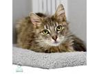 Adopt Lilly a Domestic Mediumhair / Mixed (medium coat) cat in Shoreline