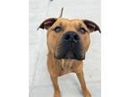 Adopt Sum a Brindle - with White American Staffordshire Terrier / Mixed dog in