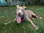 Adopt NIXI a Tan/Yellow/Fawn - with White American Pit Bull Terrier / Mixed dog
