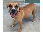Adopt VIOLET a Brown/Chocolate - with White Mixed Breed (Medium) / Mixed dog in