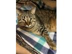 Adopt Prince a Brown Tabby Domestic Shorthair / Mixed (short coat) cat in