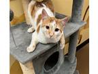 Adopt Rudy a Orange or Red (Mostly) Domestic Shorthair / Mixed (short coat) cat