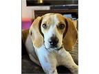 Adopt Josephine (aka, Josie) a Tricolor (Tan/Brown & Black & White) Beagle /
