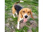 Adopt Rocky a Tricolor (Tan/Brown & Black & White) Beagle / Mixed dog in Tucson