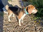 Adopt Louie a Tricolor (Tan/Brown & Black & White) Beagle / Mixed dog in Tucson